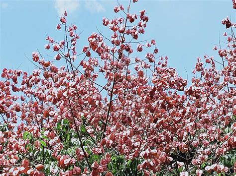 不要採摘花朵|《台灣四季開花植物完全指南：一年四季追花攻略》